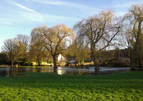 Photo of Common meadow
